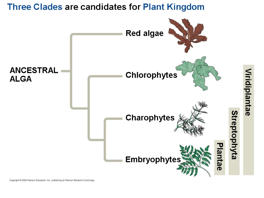 Three Clades are candidates for Plant Kingdom ANCESTRAL ALGA Red algae Chlorophytes Charophytes Embryophytes